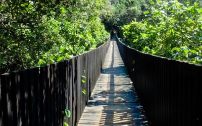 UN PONTE PER KIMBUTA