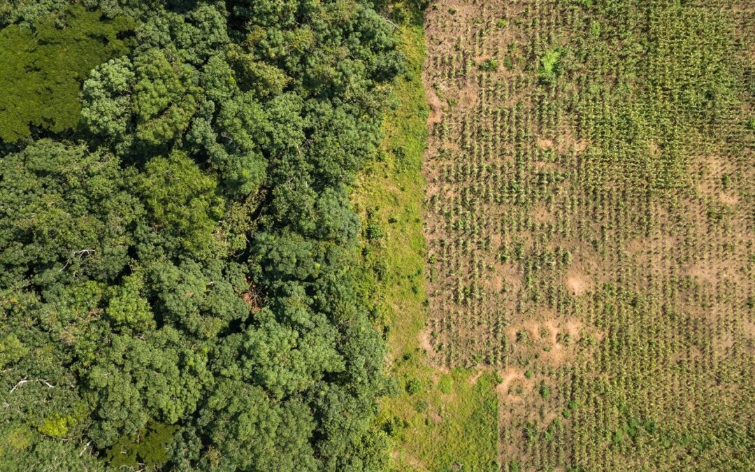 La deforestazione in Repubblica Democratica del Congo