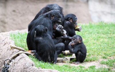 La lotta per la conservazione dei Bonobo