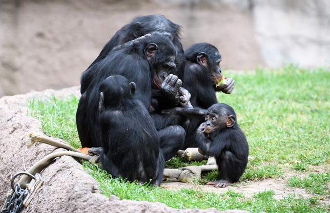 La lotta per la conservazione dei Bonobo